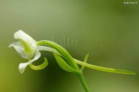 Attēlu rezultāti vaicājumam “Platanthera chlorantha flower”