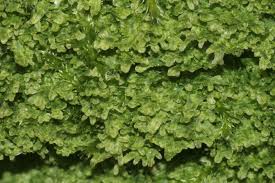 Attēlu rezultāti vaicājumam “Metzgeria furcata”