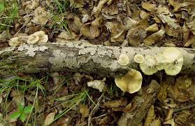 Attēlu rezultāti vaicājumam “Polyporus ciliatus”