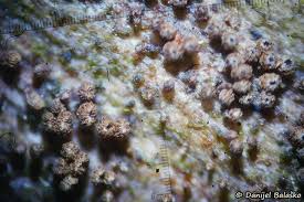 Attēlu rezultāti vaicājumam “Merismodes anomala”