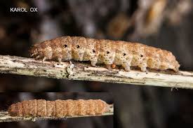 Attēlu rezultāti vaicājumam “Noctua fimbriata larva”