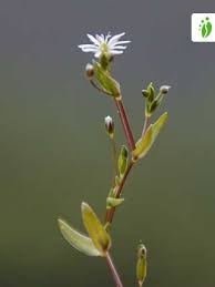 Attēlu rezultāti vaicājumam “Stellaria crassifolia”