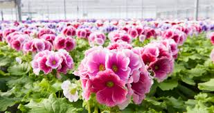 Image result for Primula obconica