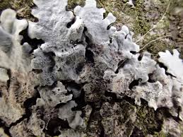 Attēlu rezultāti vaicājumam “Parmelina tiliacea”