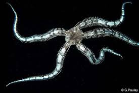 Attēlu rezultāti vaicājumam “Ophiotheca sp.”