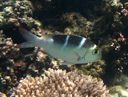 Image result for Monotaxis grandoculis