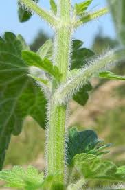 Image result for Leonurus cardiaca