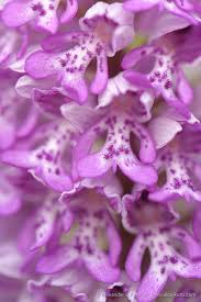 Attēlu rezultāti vaicājumam “Orchis militaris leaf”