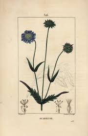 Attēlu rezultāti vaicājumam “Knautia arvensis leaf”