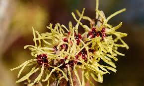 Attēlu rezultāti vaicājumam “Hamamelis mollis”
