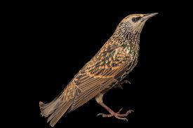 Attēlu rezultāti vaicājumam “Sturnus vulgaris”