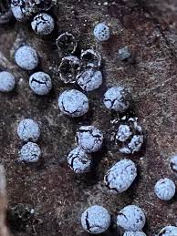 Attēlu rezultāti vaicājumam “Didymium verrucisporum”