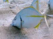 Image result for Pseudocaranx dentex