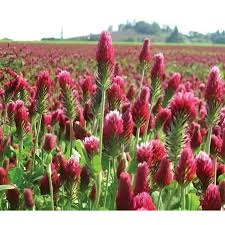 Image result for Trifolium incarnatum