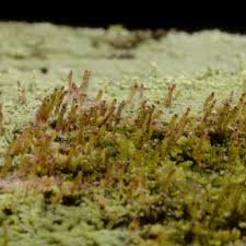 Attēlu rezultāti vaicājumam “Anastrophyllum hellerianum”