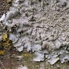 Attēlu rezultāti vaicājumam “Punctelia subrudecta”