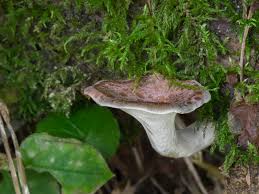 Attēlu rezultāti vaicājumam “Polyporus tubaeformis”