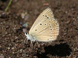Attēlu rezultāti vaicājumam “Agrodiaetus amandus”