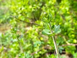 Attēlu rezultāti vaicājumam “Galium album bud”