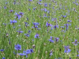 Attēlu rezultāti vaicājumam “Cyanus segetum”