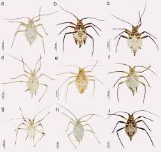 Attēlu rezultāti vaicājumam “Macrosiphoniella absinthii”