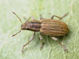 Attēlu rezultāti vaicājumam “Sitona sp.”