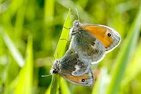 Attēlu rezultāti vaicājumam “Coenonympha pamphilus upperside”