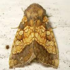 Attēlu rezultāti vaicājumam “Gortyna flavago”