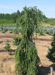 Attēlu rezultāti vaicājumam “Tsuga canadensis”