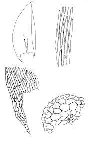 Attēlu rezultāti vaicājumam “Plagiothecium laetum”