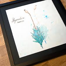 Attēlu rezultāti vaicājumam “Pogonatum nanum”