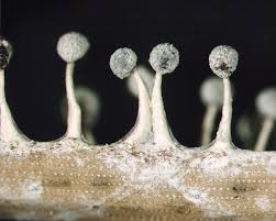 Attēlu rezultāti vaicājumam “Didymium squamulosum spores”