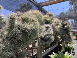 Attēlu rezultāti vaicājumam “Heterotrichia oerstedii (syn. Arcyria oerstedii) stalked”