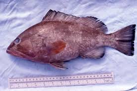 Image result for Epinephelus morio