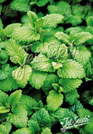 Image result for Melissa officinalis