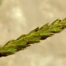 Attēlu rezultāti vaicājumam “Cynosurus cristatus”