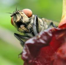 Attēlu rezultāti vaicājumam “Griselda ustomaculana”