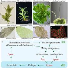 Attēlu rezultāti vaicājumam “Sphagnum squarrosum sporophyte”