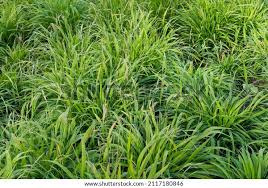 Attēlu rezultāti vaicājumam “Brachypodium sylvaticum fruit”