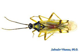 Attēlu rezultāti vaicājumam “Miridae”