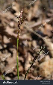 Attēlu rezultāti vaicājumam “Carex digitata”