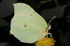 Attēlu rezultāti vaicājumam “Gonepteryx rhamni upperside”