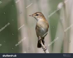 Image result for Acrocephalus agricola