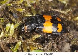 Attēlu rezultāti vaicājumam “Nicrophorus investigator imago”