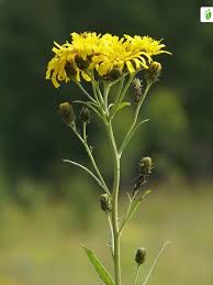 Attēlu rezultāti vaicājumam “Hieracium umbellatum flower”
