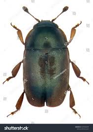 Attēlu rezultāti vaicājumam “Meligethes sp.”