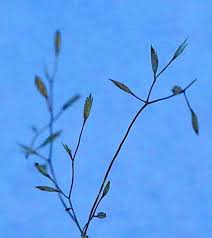 Attēlu rezultāti vaicājumam “Poa palustris leaf”