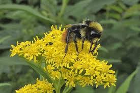 Attēlu rezultāti vaicājumam “Bombus lapidarius”