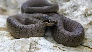 Attēlu rezultāti vaicājumam “Coronella austriaca adult”