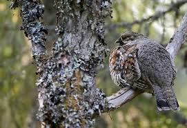 Attēlu rezultāti vaicājumam “Tetrastes bonasia juvenile”